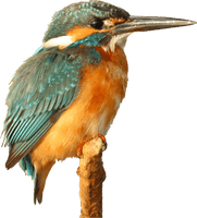 Kingfisher Photos Bird Beak Free Download PNG HD