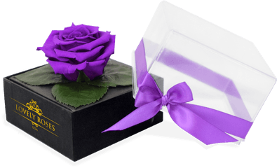 Crystal One Love Purple Rose - African Violets Png