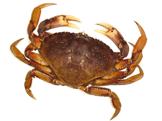 Bay Scallop Png - Crab Png