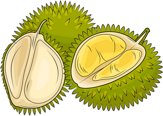 Durian Cliparts Download Free Clip Art - Durian Clipart Png