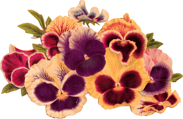 Antique Images Royalty Free Pansy Clip Art Image Download - Clip Art Png