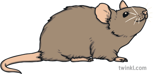 Mouse Animal Nature Wildlife Open - Brown Rat Png