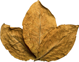 Download Tobacco Leaf - Tobacco Leaf No Background Png