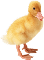 Little Duck Png Image