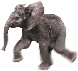 Baby Elephant Transparent Background - Baby Elephant Transparent Background Png