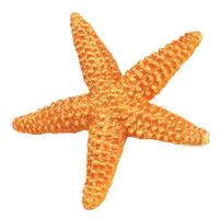 Starfish Png Clipart