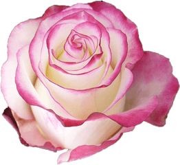 Sweetness - Pink Rose With White Petals Png