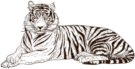 Hand Drawn Relaxing Tiger Illustration - Transparent Png Png Simbolos Tigre