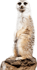 Meerkat Png 1 Image - Meerkat Png