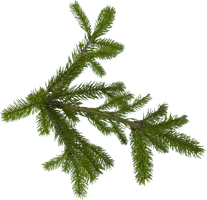 Fir-Tree Png Image