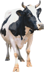 Cow Png Cattle