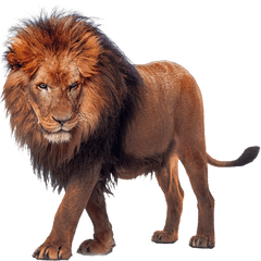 Walking Lion Png Image - Lion Png