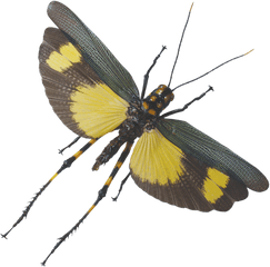 Grasshopper Flying Png Image - Flying Grasshopper Png