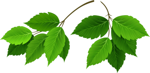 Green Leaves Clipart Transparent Png Leaf