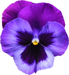 Purple Clipart Transparent Png Flowers