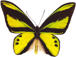 Flying Butterfly Png Image