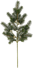 Fir Tree Png Image - High Resolution Trees Png