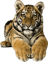 Tiger Transparent Clipart Kid 4 - Transparent Tiger Clipart Png