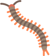 Centipede Insect Png Icon - Vector Centipede Icon