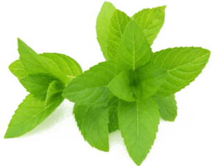 Mint Png Hd Quality - Mint Png Hd