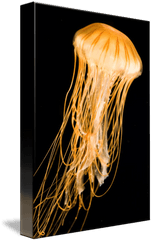 Jellyfish With Black Background By Victor Howe - Jellyfish Png