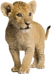 Lion Cubs Png