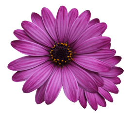 Flower Marigolds Purple - Free Measure And Quote Png