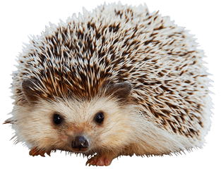 Hedgehog Clipart - Do Hedgehogs Smell Bad Png