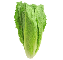 Green Organic Lettuce PNG Image High Quality