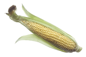 Corn Png