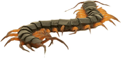 Brown Centipede Transparent Png - Centipede Clipart