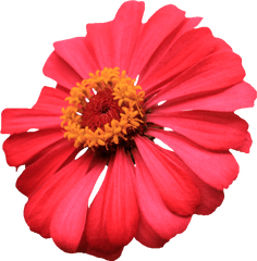 Transparent Single Flower - Single Flower Images Png