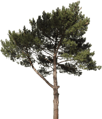 Pine 18 Free Texture Download - Pine Tree Cut Out Png