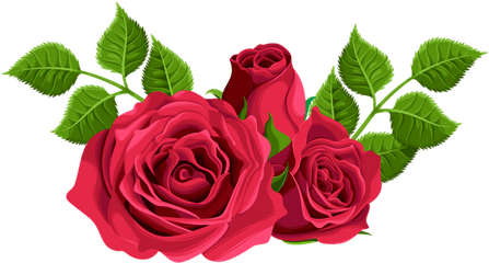 Rose Png Flower Images Free Download - Hybrid Tea Rose Png