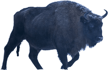 Bison Png Image Background Arts - Bison