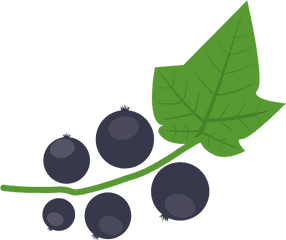 Blackcurrant Berry Autumn - Free Vector Graphic On Pixabay Blackcurrant Illustration Png