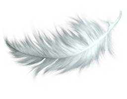 Feather Vector Pic Free Clipart HD - Free PNG