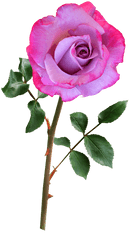 Flower With Stem Png 3 Image - Flower With Stem Png