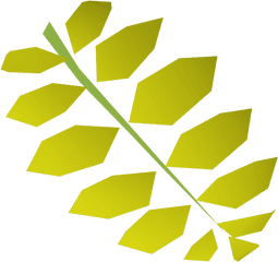 Curry Leaf Runescape Wiki Fandom - Curry Tree Png