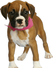 Dog Puppy - Dog Png Image Png Download 700760 Free Boxer Dog Png