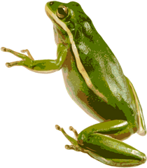 Frog Png Transparent Image Free - Transparent Background Frog Transparent