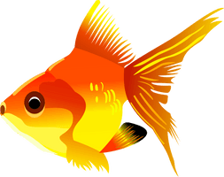 Gold Fish Png Image