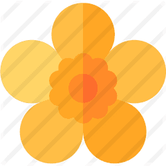 Buttercup - Flower Png