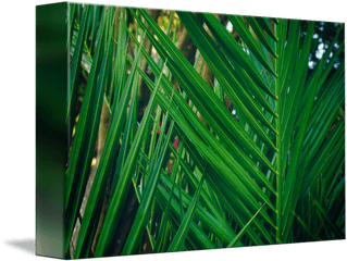 Palm Fronds Intersecting By Laura Drake Enberg - Vertical Png