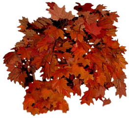 Fall Leaves Transparent Background - Real Autumn Leaves Png