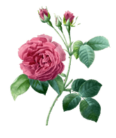 Pink 17591840 Plant Garden Pierrejoseph Redoutxe9 Roses - Free PNG