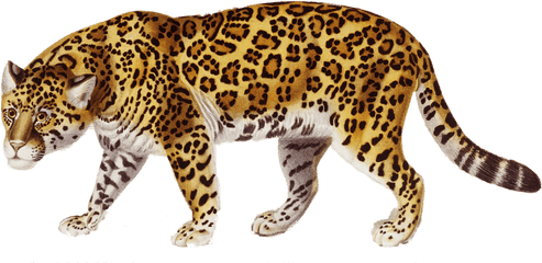 Transparent Png Images Icons And Clip Arts - Jaguar Png