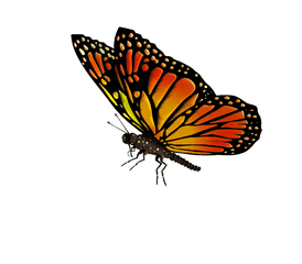 Monarch Butterfly Drawing Clip Art - Monarch Butterfly Transparent Background Png