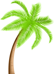 Library Of Palm Tree Jpg Freeuse - Transparent Background Palm Tree Png