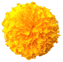 Marigold - Free PNG